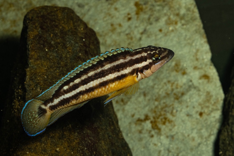 Julidochromis sp. 'ornatus uvira' Uvira